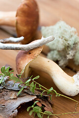 Image showing boletus mushrooms, moss, branch and bark on wood