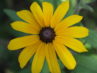 Image showing flower