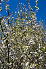 Image showing Plum Tree Blossoms