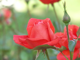 Image showing kiss from a rose