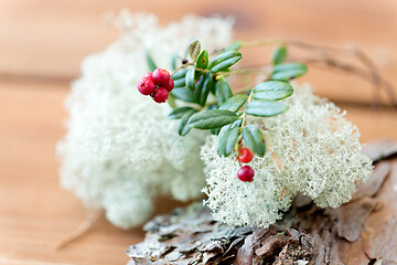 Image showing close up of cowberry and reindeer lichen moss