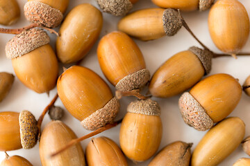 Image showing close up of acorns on white background