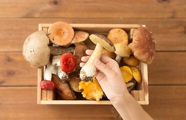 Image showing hand holding boletus over box of edible mushrooms