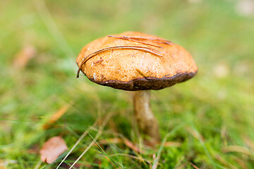 Image showing brown cap boletus mushroom in autumn forest