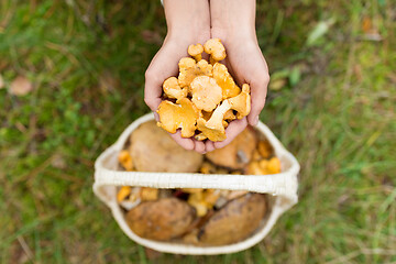 Image showing hands with mushrooms and basket in forest