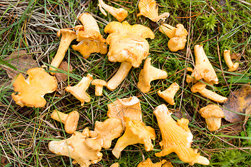 Image showing chanterelles mushrooms on ground in autumn forest