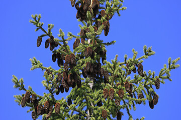 Image showing Spruce Tree Top with Cones