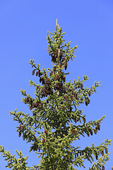 Image showing Spruce Tree Top with Cones