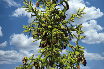 Image showing Spruce Tree Top with Cones