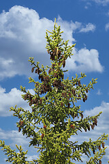 Image showing Spruce Tree Top with Cones