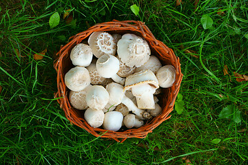 Image showing fresh champignon mushrooms