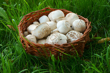 Image showing fresh champignon mushrooms