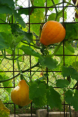 Image showing hokaido pumpkin plant