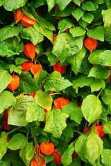 Image showing physalis texture plant