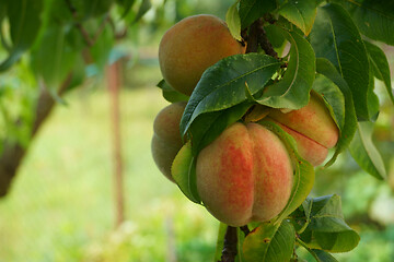 Image showing peach tree detail