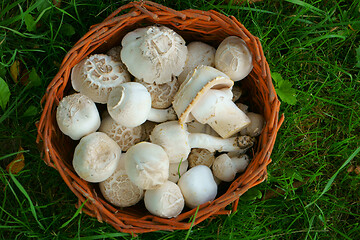 Image showing fresh champignon mushrooms