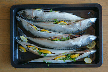 Image showing raw mackerel fish background