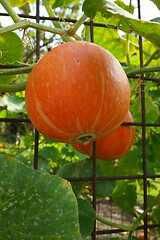 Image showing hokaido pumpkin plant