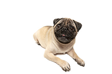 Image showing Cute pet dog pug breed sitting and smile with happiness feeling