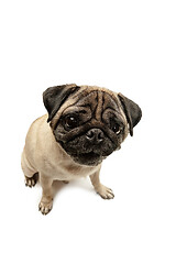 Image showing Cute pet dog pug breed sitting and smile with happiness feeling