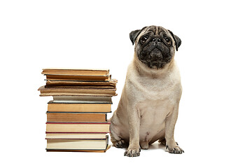 Image showing smart intelligent pug puppy dog sitting down between piles of books, on white background