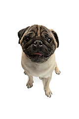 Image showing Cute pet dog pug breed sitting and smile with happiness feeling