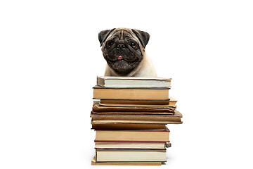 Image showing smart intelligent pug puppy dog sitting down between piles of books, on white background