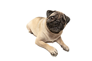 Image showing Cute pet dog pug breed sitting and smile with happiness feeling