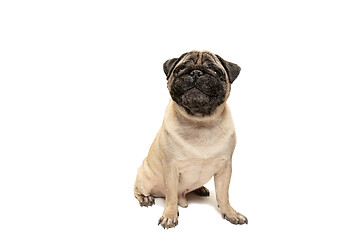 Image showing Cute pet dog pug breed sitting and smile with happiness feeling