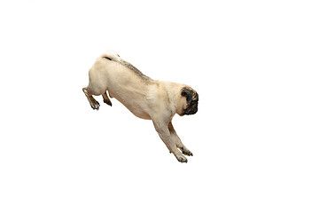 Image showing Cute pet dog pug breed jumping with happiness feeling
