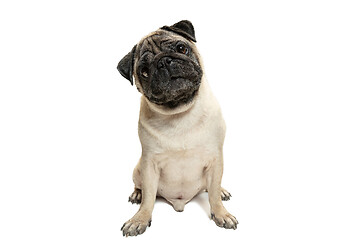 Image showing Cute pet dog pug breed sitting and smile with happiness feeling