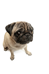 Image showing Cute pet dog pug breed sitting and smile with happiness feeling