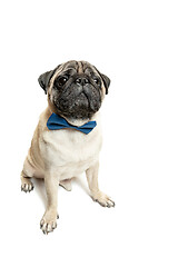 Image showing Cute pet dog pug breed sitting and smile with happiness feeling