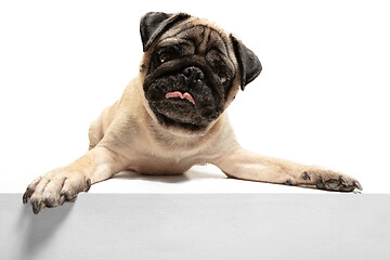 Image showing Cute pet dog pug breed sitting and smile with happiness feeling