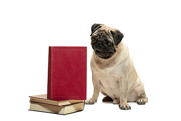 Image showing smart intelligent pug puppy dog sitting down between piles of books, on white background