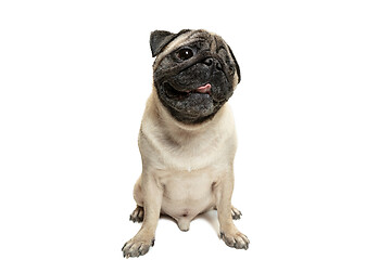 Image showing Cute pet dog pug breed sitting and smile with happiness feeling