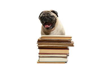 Image showing smart intelligent pug puppy dog sitting down between piles of books, on white background