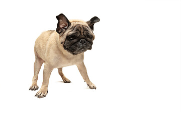 Image showing Cute pet dog pug breed sitting and smile with happiness feeling