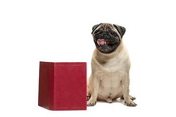 Image showing smart intelligent pug puppy dog sitting down between piles of books, on white background