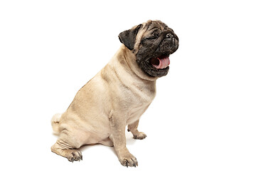 Image showing Cute pet dog pug breed sitting and smile with happiness feeling