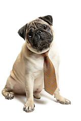 Image showing Cute pet dog pug breed sitting and smile with happiness feeling