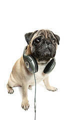 Image showing dog listening to music. Pug Dog isolated on White Background