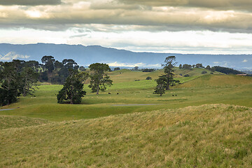 Image showing typical rural landscape in New Zealand