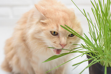 Image showing Cat eagerly bites specially sprouted oats at home