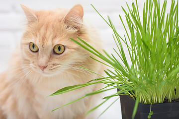 Image showing A cat sits next to a pot of sprouted oats