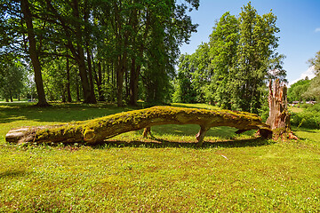 Image showing Fallen tree on the lawn