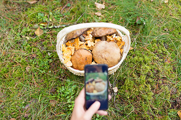 Image showing woman photographing mushrooms by smartphone