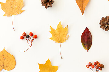 Image showing dry autumn leaves, rowanberries and pine cones