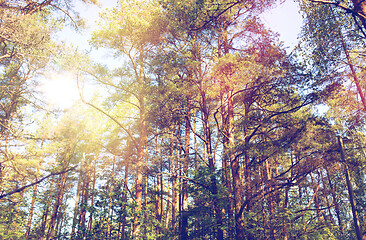 Image showing mixed summer forest