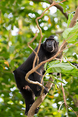 Image showing endemic sulawesi monkey Celebes crested macaque